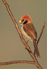 Spot-breasted Parrotbill